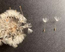Dandelion seeds with attached down parachute
