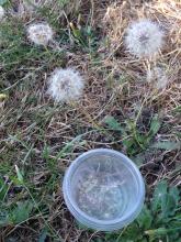 dandelions (seed in the summer)