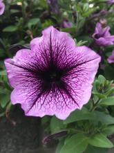 Petunia flower with naturally coloured vessels