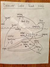 Food web constructed at Stanley Park's Beaver Lake