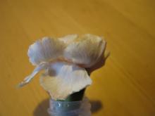 Red food dye in white carnation