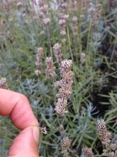 lavender seed