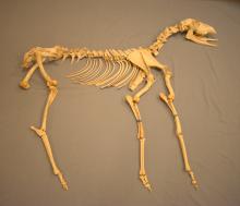 Whole deer skeleton (what is it missing?)