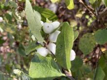 snowberry