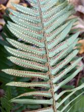 swordfern spores