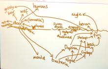 Deer skeleton and pond organisms food webs joined together