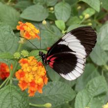 butterly on flower