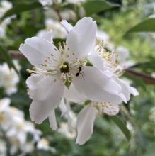 ant on mock orange