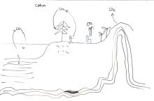Carbon cycle